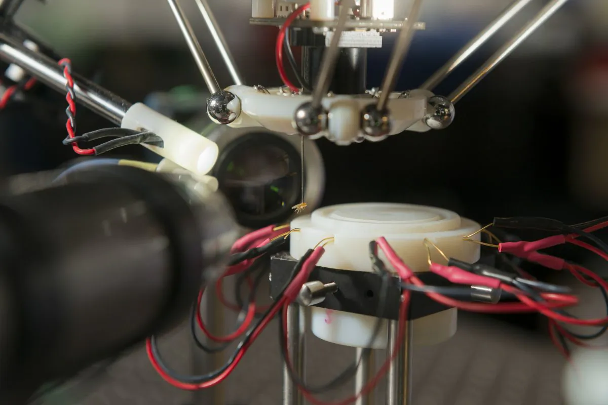 A fruit fly hangs unharmed at the end of the robot's suction tube. (Credit: L.A. Cicero/Stanford News)
