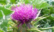 Milk Thistle Extract Stops Colorectal Cancer Stem Cells From Growing Tumors