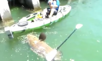 Man in Kayak Catches Massive Fish Weighing Over 550 Pounds (Video)