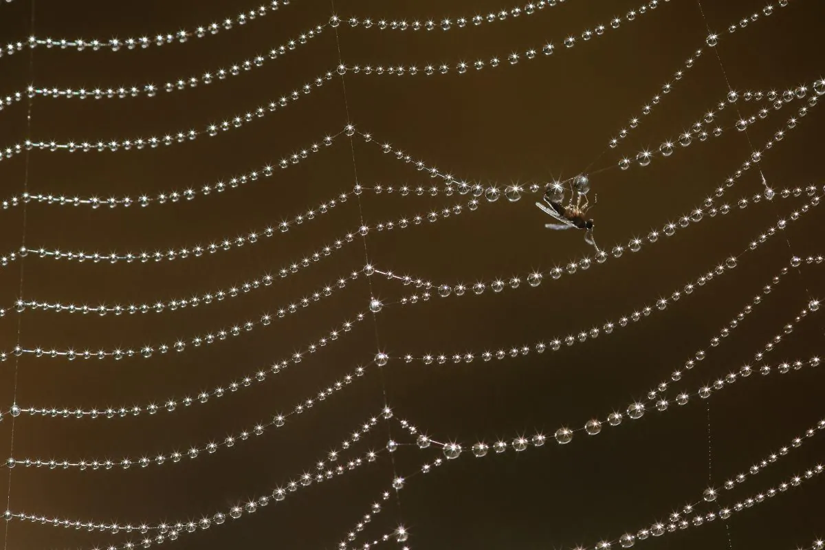 A Gnat is ensnared by water droplets left by fog on a cobweb on September 16, 2014 in London, England. (Dan Kitwood/Getty Images)
