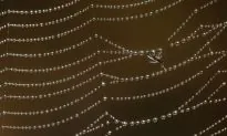 Scientists Crack Code for Making Spider Silk