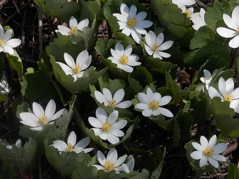 Flowers of the bloodroot plant (Sanguinaria canadensis). (Ryan Hodnett/Wikimedia Commons)