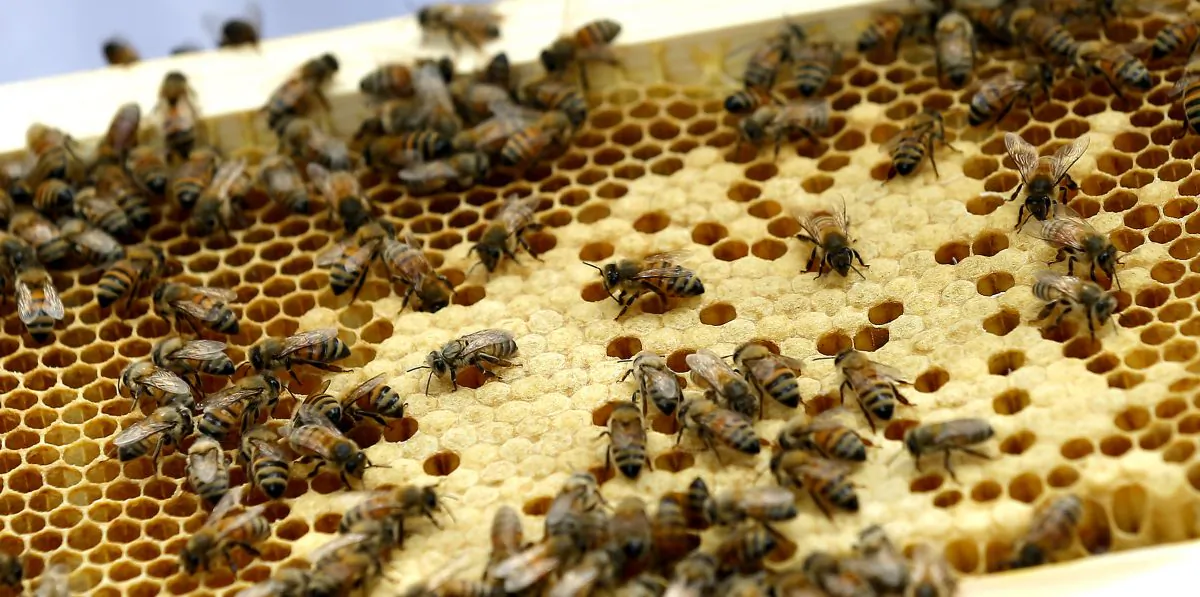 Susan Kennedy Spain's bees in her backyard in Richmond, Va., Tuesday, May 19, 2015. (Mark Gormus/Richmond Times-Dispatch via AP)