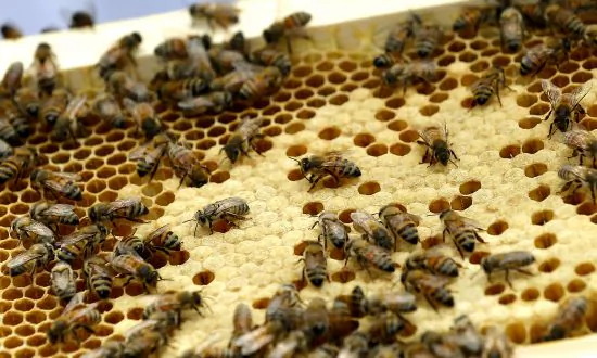Urban Beekeeping Can Be a Sweet Hobby