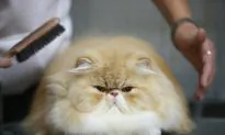A Cat’s Surface Area Is Equal to a Ping Pong Table’s