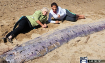 Rare 17-Foot Deep Sea Creature Washes Ashore in California (Video)