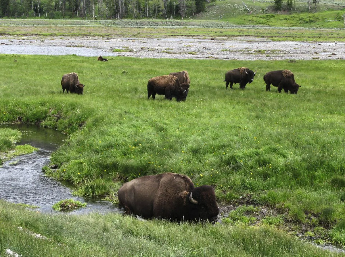 Bison graze near a stream in Yellowstone National Park in Wyoming on June 19, 2014. (AP Photo/Robert Graves)