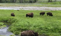 Yellowstone Urges Tourist Common Sense Amid Bison Attacks