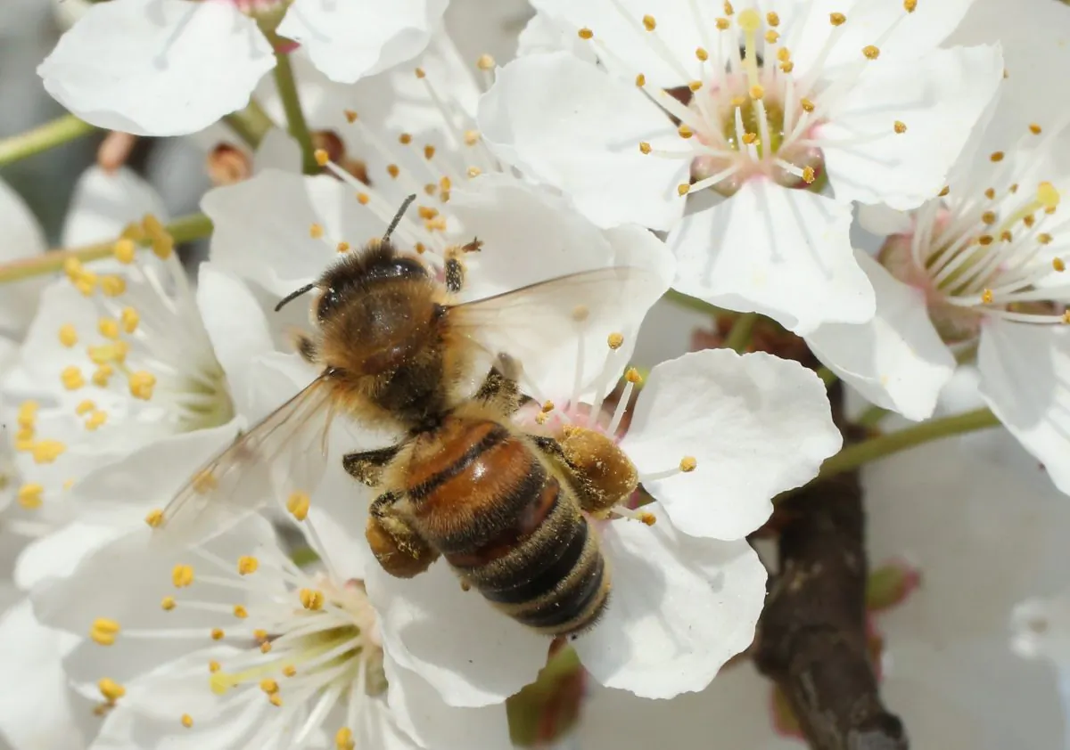 A bee harvests pollen from the flowers of a wild cherry tree near Berlin on April 25, 2013 in Blankenfelde, Germany. (Photo by Sean Gallup/Getty Images)