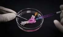 Scientist Grow Semi-Working Limbs in a Lab for the First Time—For Rats (Video)