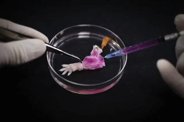 Researchers inject muscle stem cells into the decellularized rat limb. (Bernhard Jank, MD / Ott Laboratory)