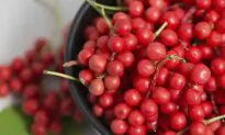 All About the Schizandra Berry – a Famous Chinese Medicinal