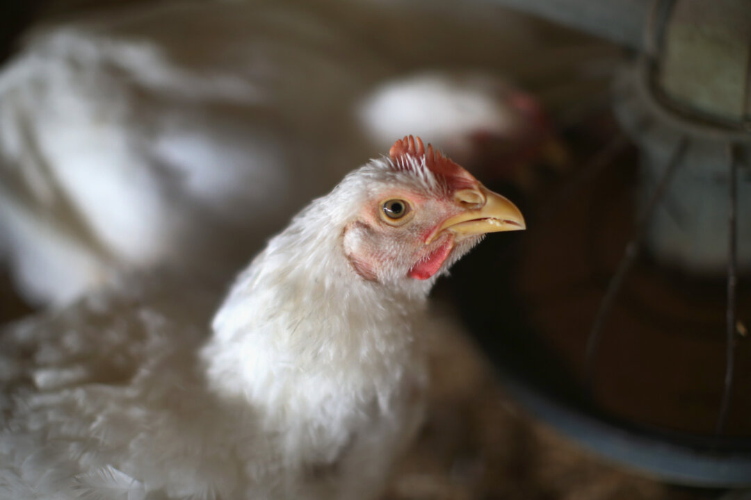 Avian Flu in US Is Serious Enough to Potentially Infect Humans, Federal Government Warns