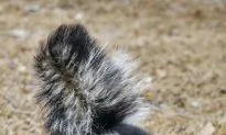 Did Your Dog Get Skunked? There’s an Easy Household Remedy