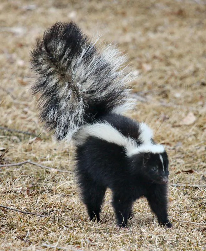 This photo provided by courtesy of the National Park Service/Wallace Keck shows a striped skunk in the City of Rocks National Reserve in Idaho. (Wallace Keck/National Park Service via AP)