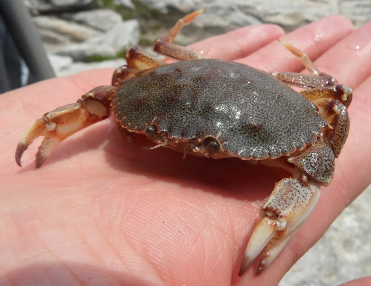Atlantic rock crab (Credit: Patrick Randall, CC BY-NC-SA 2.0)