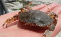 Will Animals Need ‘Oxygen Tanks’ as Oceans Warm?