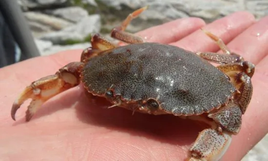 Will Animals Need ‘Oxygen Tanks’ as Oceans Warm?