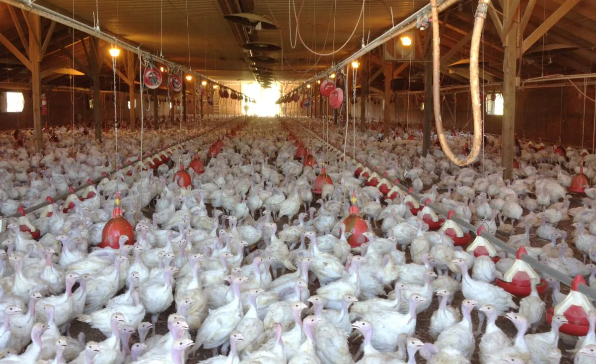 A flock of Turkeys at a Minnesota poultry farm are shown in a file image. (Bethany Hahn via AP)