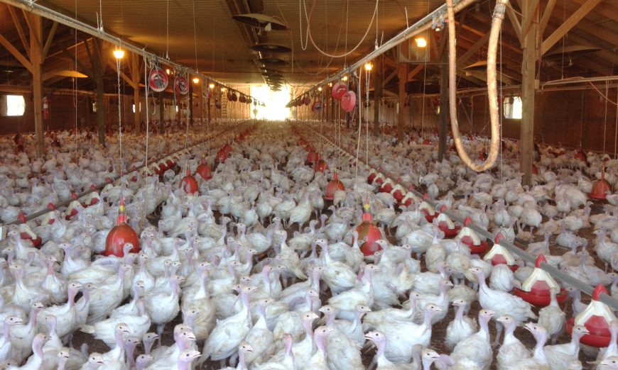 Bird flu resurfaces in Iowa, adding to cases in 3 other states.