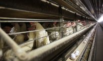 US to Import Egg Products From Netherlands to Ease Shortage