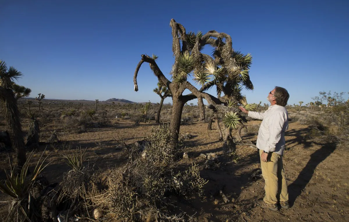 In this Wednesday, June 3, 2015, photo, U.C. Riverside ecologist Cameron Barrows inspects the dead, angular branches and drooping fronds of a drought-stricken Joshua Tree in the lower elevations, just outside the northwest corner of Joshua Tree National Park in California. (Allen J. Schaben/Los Angeles Times via AP)