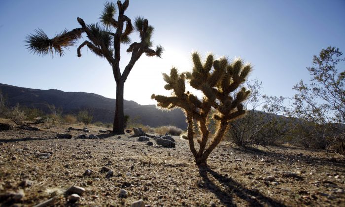 In this Nov. 8, 2010 file photo, a seedling Joshua tree, right, grows in the shadow of a mature tree in the Mojave Desert near the town of Apple Valley, Calif. (AP Photo/Reed Saxon, File)