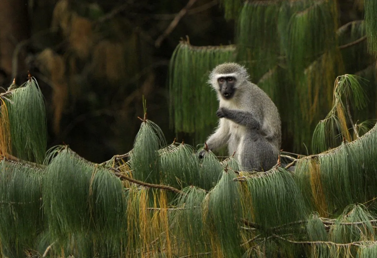 A female vervet monkey eats while seated on a pine branch in Balgowan, Paraguay, on June 27, 2010, in this file photo. Vervet monkeys living on the Caribbean island of St. Kitts are infamous for stealing tourists' cocktails. (JUAN MABROMATA/AFP/Getty Images) 