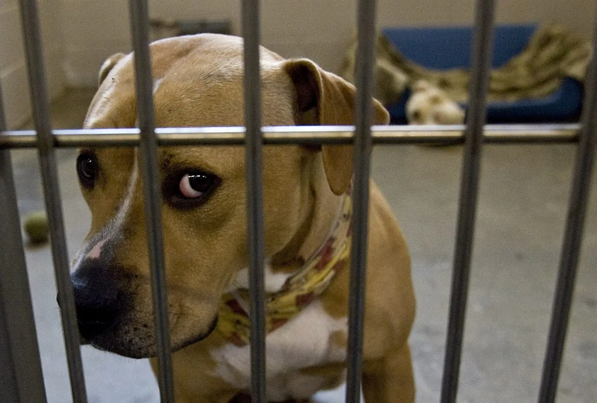File photo of a dog. (Photo by David Paul Morris/Getty Images)