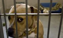 Drone Footage Shows Research Dogs Kept in Dirty, Crowded and ‘Barbaric’ Conditions, Says Animal Rights Group
