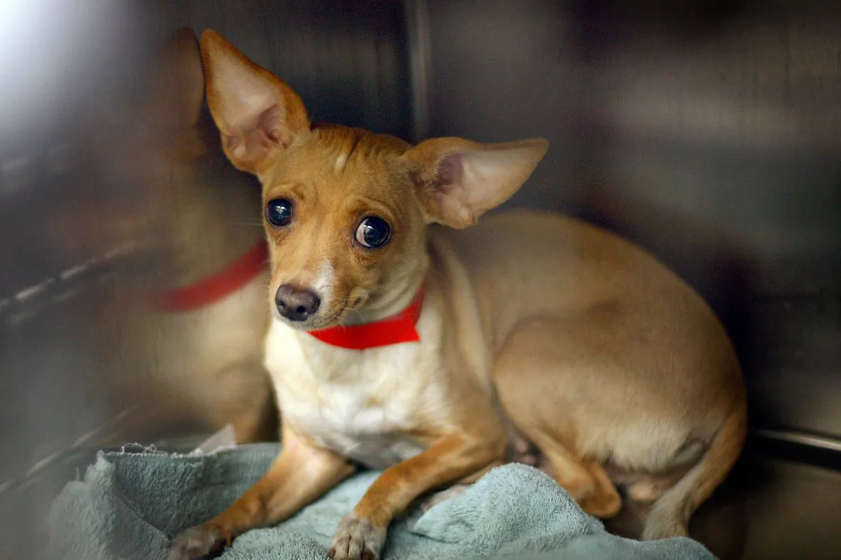 A Chihuahua awaits adoption at a Los Angeles Department of Animal Services shelter on Dec. 15, 2009, in Los Angeles. (David McNew/Getty Images)