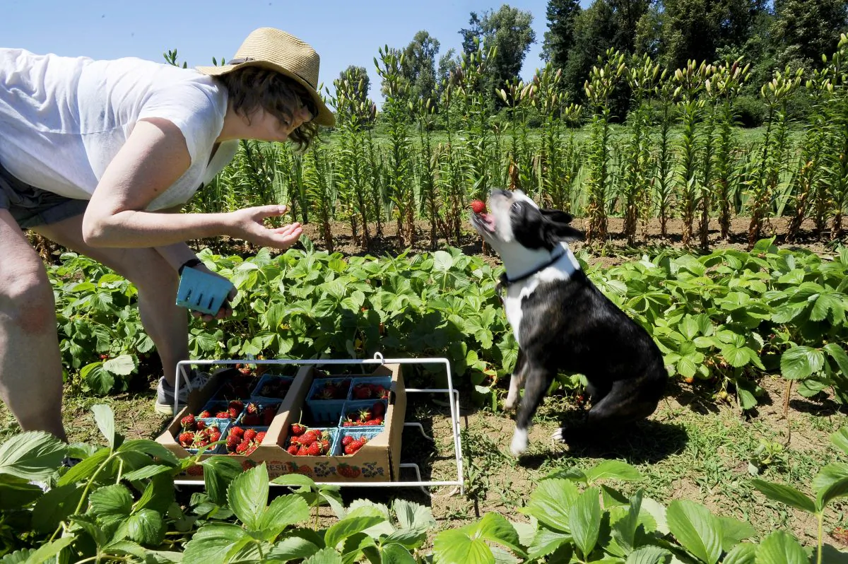 Berry fields at the organic farm, Helsing Junction Farm near Rochester, Wash., on Sunday, June 7, 2015. (Steve Bloom/The Olympian via AP)