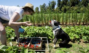 Organic Farming More Profitable Than Conventional Farming, Study Finds