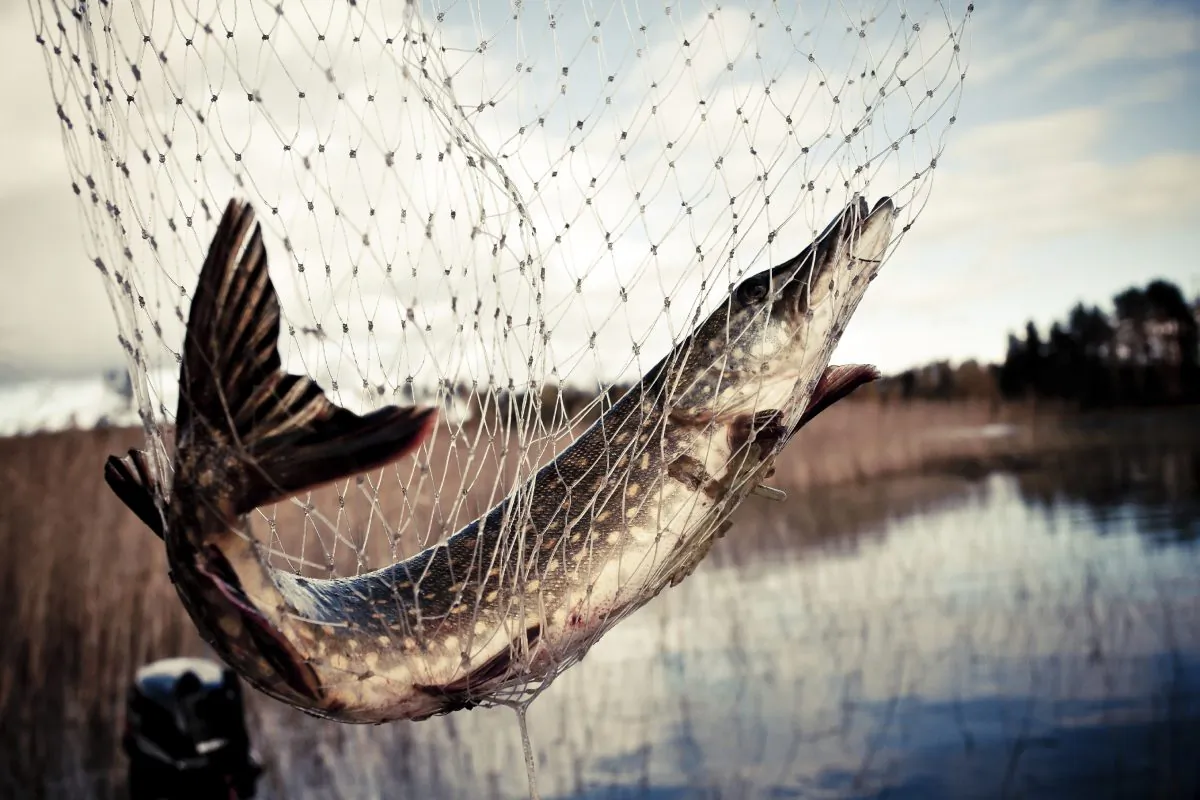 "Lakes with more development are less likely to be muskie spawning habitats," Joe Nohner says. "Fisheries managers, county commissioners, and lakeshore property owners may have to consider where development is located and how that will affect the fish. (AlexanderMikulich/iStockphoto)