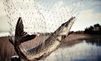 Sport Fishing Relies on Spawning ‘Muskies’