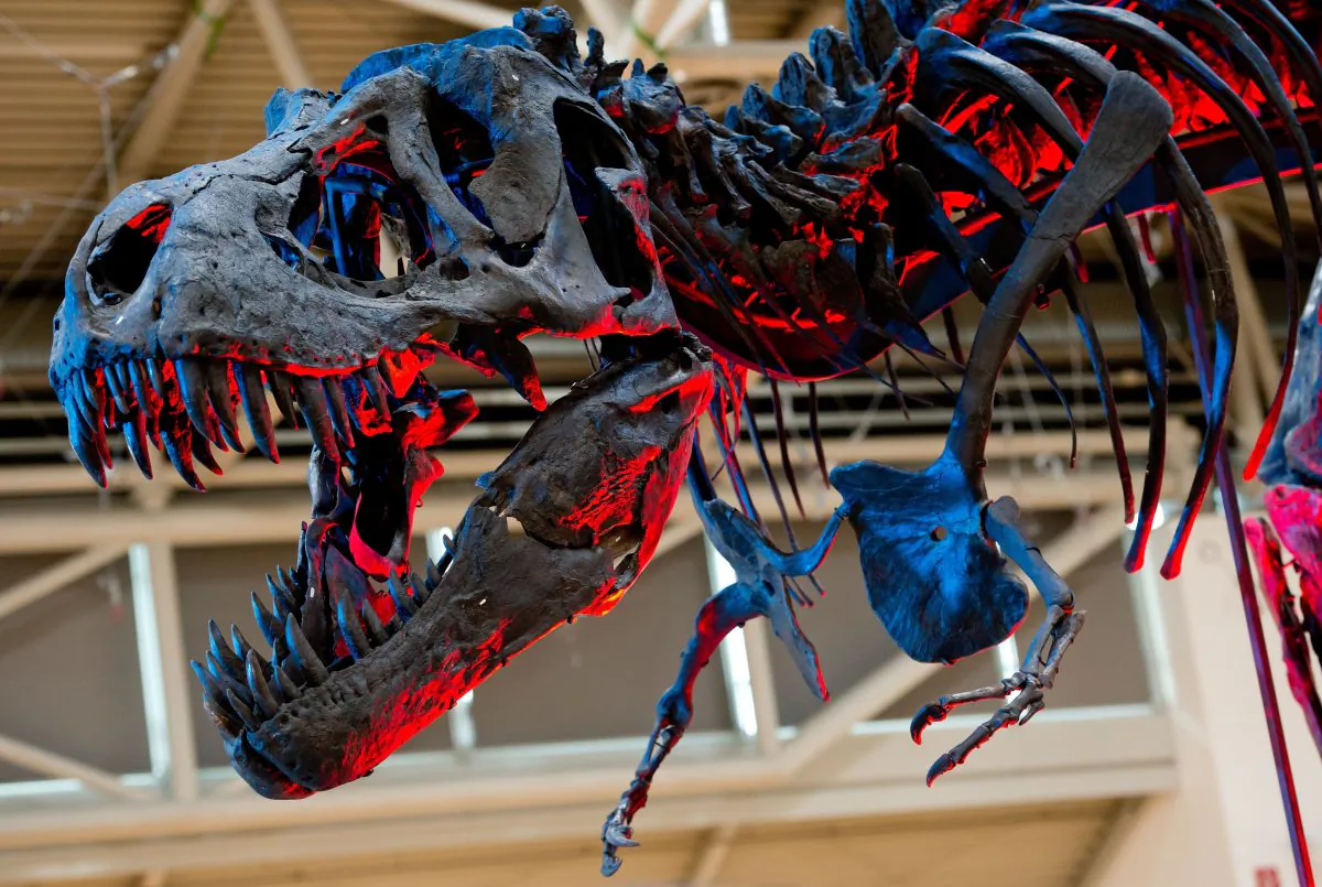 The skeleton of an adult Tyrannosaurus rex is illuminated as it is on display during 'The Munich Show' exhibition for gems, jewellery, minerals and fossils on October 24, 2014 in Munich, southern Germany. ( SVEN HOPPE/AFP/Getty Images)