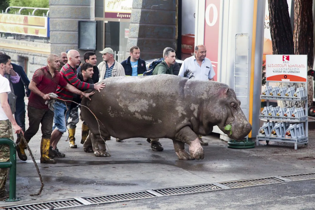 People help a hippopotamus escape from a flooded zoo in Tbilisi, Georgia, Sunday, June 14, 2015. Tigers, lions, a hippopotamus and other animals have escaped from the zoo in Georgias capital after heavy flooding destroyed their enclosures, prompting authorities to warn residents in Tbilisi to stay inside Sunday. (AP Photo/Tinatin Kiguradze)