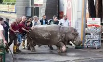 Zoo Animals Roam Free in Georgia’s Capital After Flooding