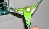 To Build Better Aircraft, Watch the Birdie (and the Bee)