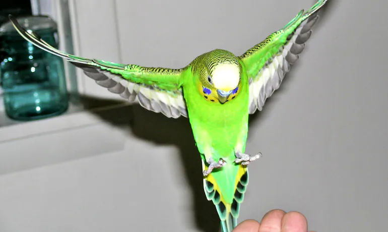 "By mimicking birds, which have similar flight constraints as planes, we can look at developing systems that can more easily adapt to different speeds and conditions such as landing, cruise, and take-off," says Ingo Schiffner. (Max Exter/CC BY-NC 2.0)
