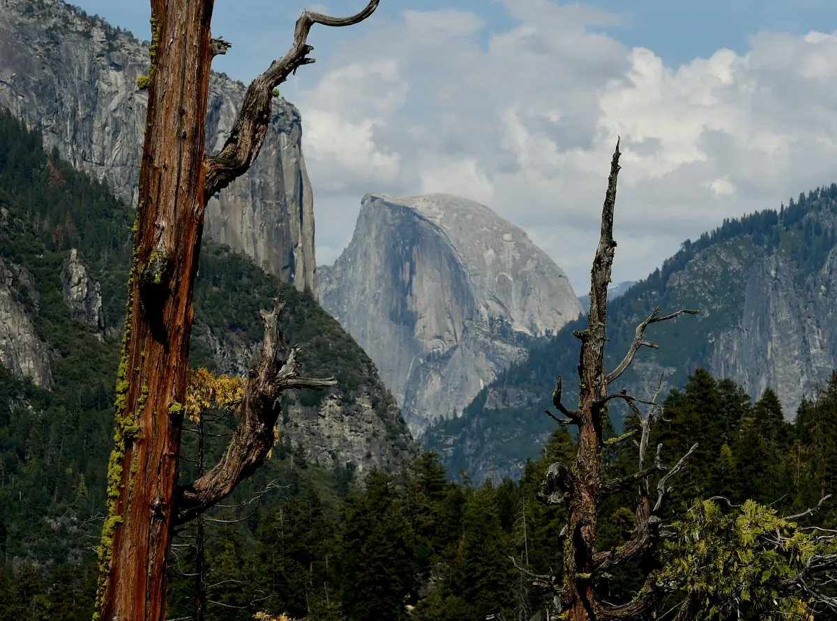 Dead trees are in front of the Half Dome monolith at the Yosemite National Park in California on June 3, 2015. Even Yosemite National Park cannot escape the drought ravaging California, now in its fourth year and fueling growing concern. (Mark Ralston/AFP/Getty Images)