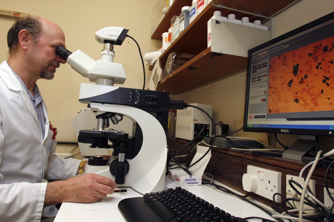 A biomedical scientist examines slides showing Staph bacteria at the Queen Elizabeth Hospital in King’s Lynn, England, in this file photo. (Kirsty Wigglesworth/AP Photo)