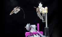 Hawkmoths Slow Their Brains to See in the Dark