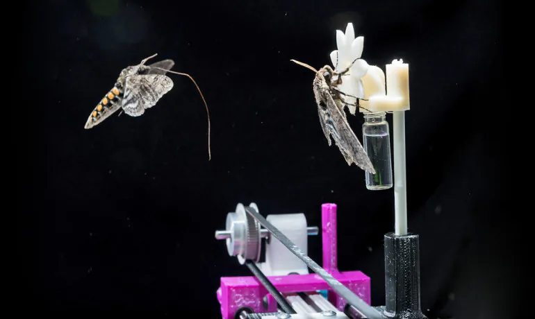 A hawkmoth with its proboscis extended approaches a robotic flower on which another hawkmoth has already landed. (Rob Felt/Georgia Tech)