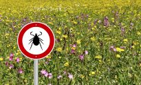 Powassan Virus, a Deadly Tick Disease