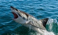 California Lifeguard Drone Finds a Dozen Great White Sharks Near Shore (Video)