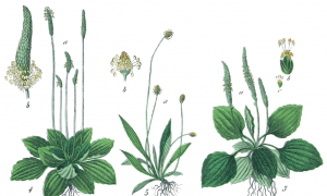 Plantain, the Earthly Traveler’s Trusty Companion