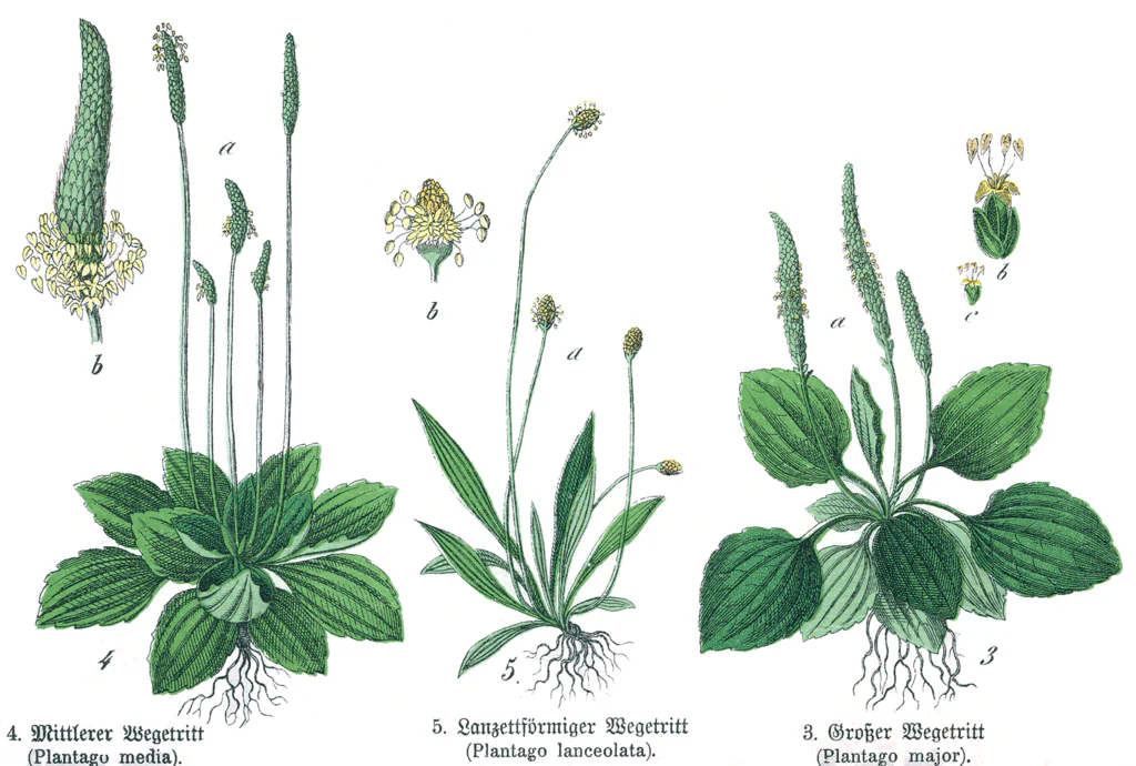 Plantain leaves come in broad and narrow varieties, but they have similar properties. (Wikimedia Commons)