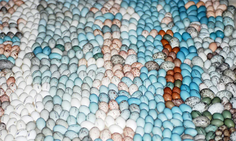 A new study of egg patterning is based on a collection created by retired British Maj. John F.R. Colebrook-Robjent on his ranch in the Choma district of Southern Zambia over a 35-year period. He painstakingly drilled and blew out each of the tiny eggs, and marked them with a set number to indicate which ones belonged in the same clutch. (Duke U.)