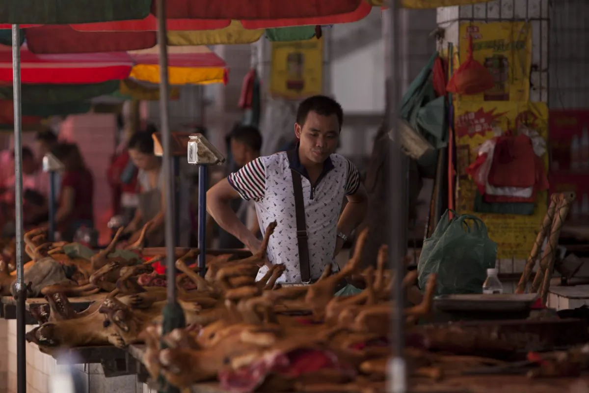 Dog meat on sale at a market in Yulin, in southern China's Guangxi Province, on June 17, 2015. (STR/AFP/Getty Images)
